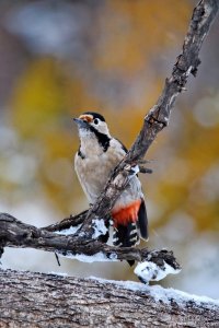 Syrian Woodpecker/Сирийски Кълвач