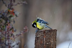 Great Tit/Голям Синигер