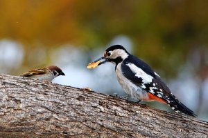 Sparrow vs Woodpecker/Врабче срещу кълвач