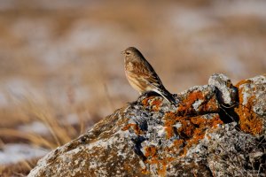 Linnet/Конопарче