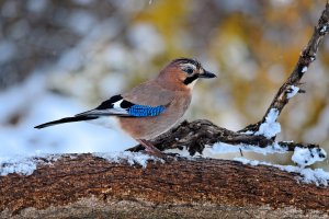 jay