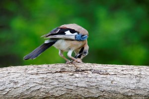 jay