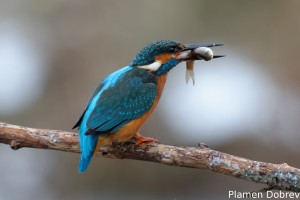 Земеродно рибарче/Kingfisher