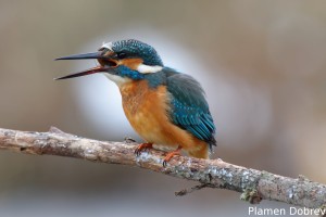 Земеродно рибарче/Kingfisher