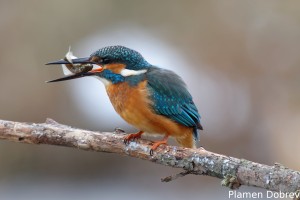 Земеродно рибарче/Kingfisher