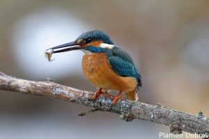 Земеродно рибарче/Kingfisher