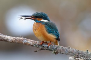 Земеродно рибарче/Kingfisher