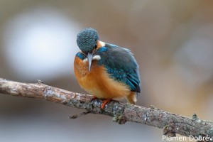 Земеродно рибарче/Kingfisher