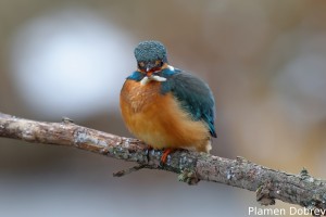 Земеродно рибарче/Kingfisher