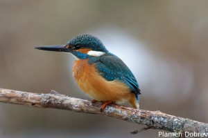 Земеродно рибарче/Kingfisher