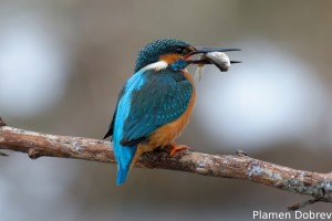 Земеродно рибарче/Kingfisher