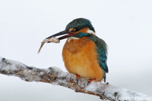 Земеродно рибарче/Kingfisher