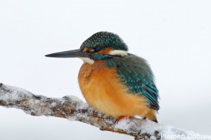 Земеродно рибарче/Kingfisher