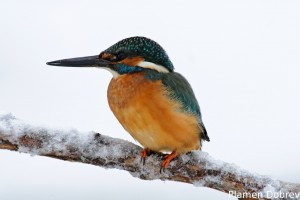 Земеродно рибарче/Kingfisher