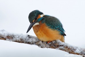 Земеродно рибарче/Kingfisher