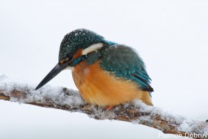 Земеродно рибарче/Kingfisher