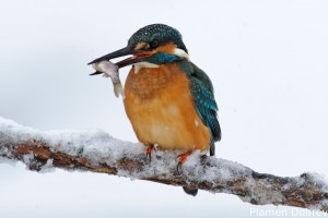 Земеродно рибарче/Kingfisher