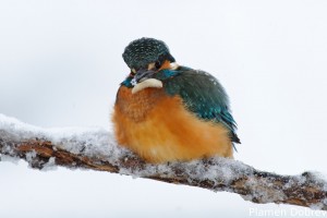 Земеродно рибарче/Kingfisher