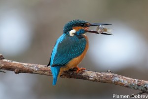 Земеродно рибарче/Kingfisher
