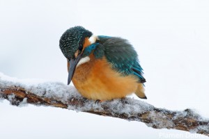 Земеродно рибарче/Kingfisher