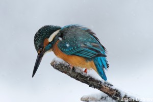 Земеродно рибарче/Kingfisher