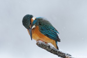 Земеродно рибарче/Kingfisher