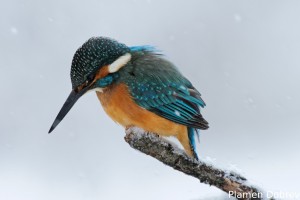 Земеродно рибарче/Kingfisher
