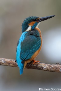 Земеродно рибарче/Kingfisher