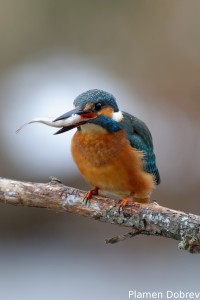 Земеродно рибарче/Kingfisher