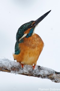 Земеродно рибарче/Kingfisher
