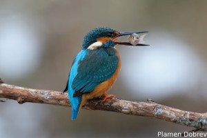 Земеродно рибарче/Kingfisher