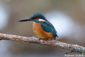 Земеродно рибарче/Kingfisher