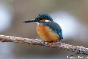 Земеродно рибарче/Kingfisher
