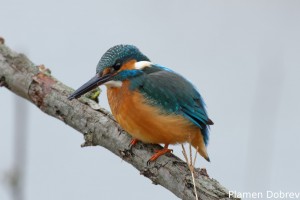 Земеродно рибарче/Kingfisher