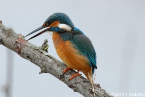 Земеродно рибарче/Kingfisher