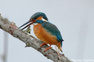Земеродно рибарче/Kingfisher