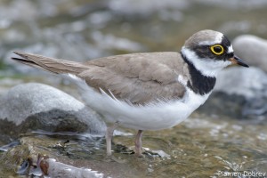 Little-Ringed Plover/Речен дъждосвирец