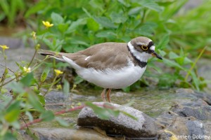 Little-Ringed Plover/Речен дъждосвирец