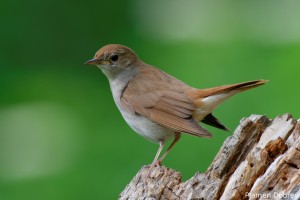 Nightingale/Южен славей