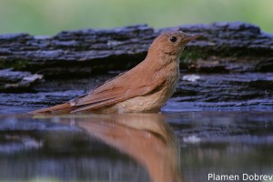 Nightingale/Славей