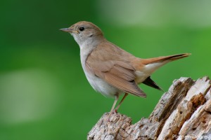 Nightingale/Южен славей