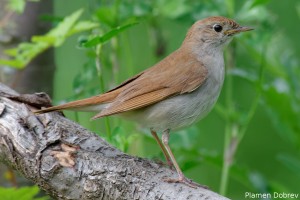 Nightingale/Южен славей