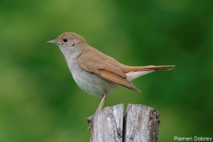 Nightingale/Южен славей