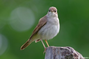 Nightingale/Южен славей
