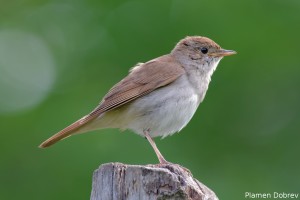 Nightingale/Южен славей
