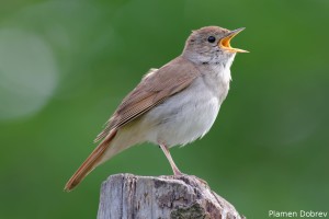 Nightingale/Южен славей