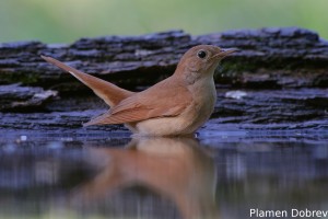 Nightingale/Славей