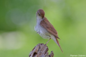 Nightingale/Южен славей