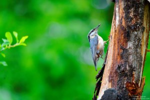 nuthatch