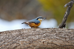 Nuthatch/Горска Зидарка